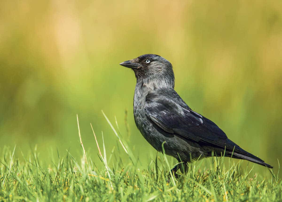 Dohlenfreunde / Anzeiger Thal Gäu Olten