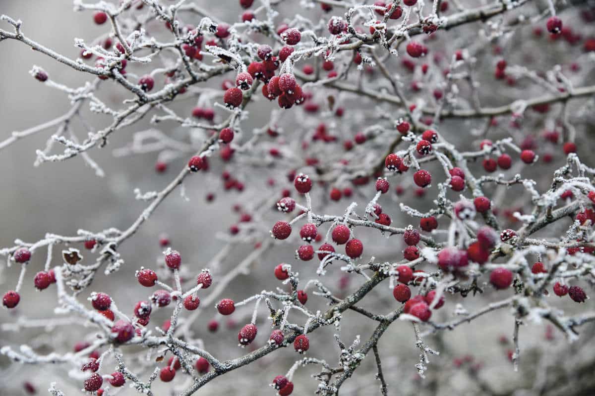 Hagebutten / Anzeiger Thal Gäu Olten
