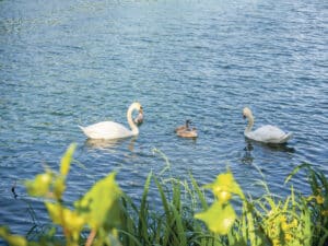 Höckerschwäne von der Aare / Anzeiger Thal Gäu Olten