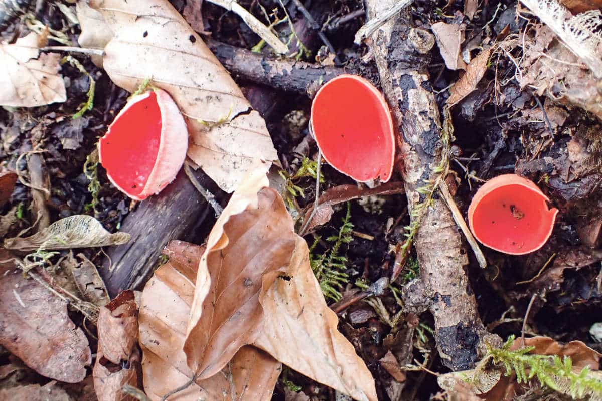 Scharlachroter Kelchbecherling / Anzeiger Thal Gäu Olten