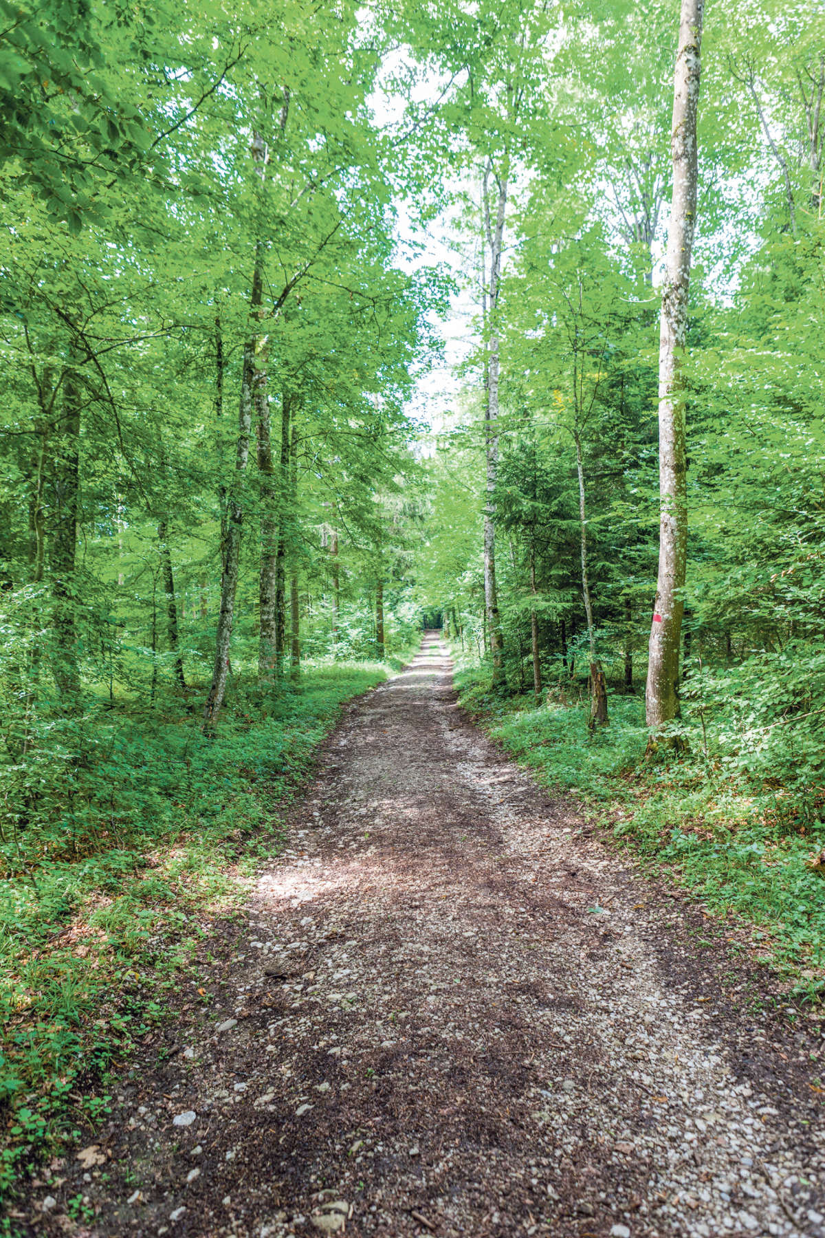Solothurner Waldgesetz / Anzeiger Thal Gäu Olten