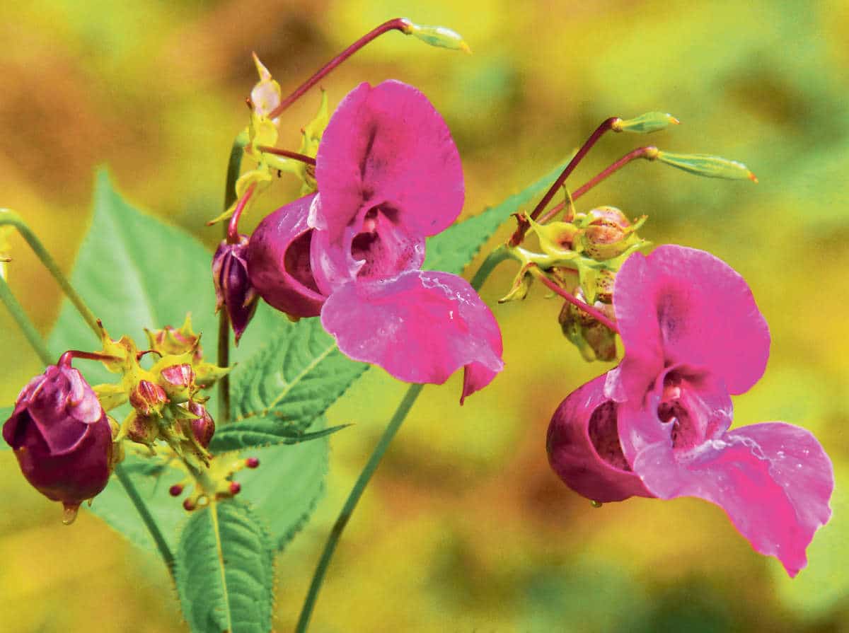 Invasiven Neophyten / Anzeiger Thal Gaeu Olten