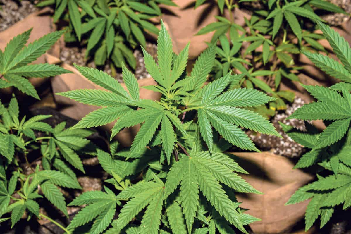 Projekt Olten Cannabis- Abgabe / Anzeiger Thal Gäu Olten