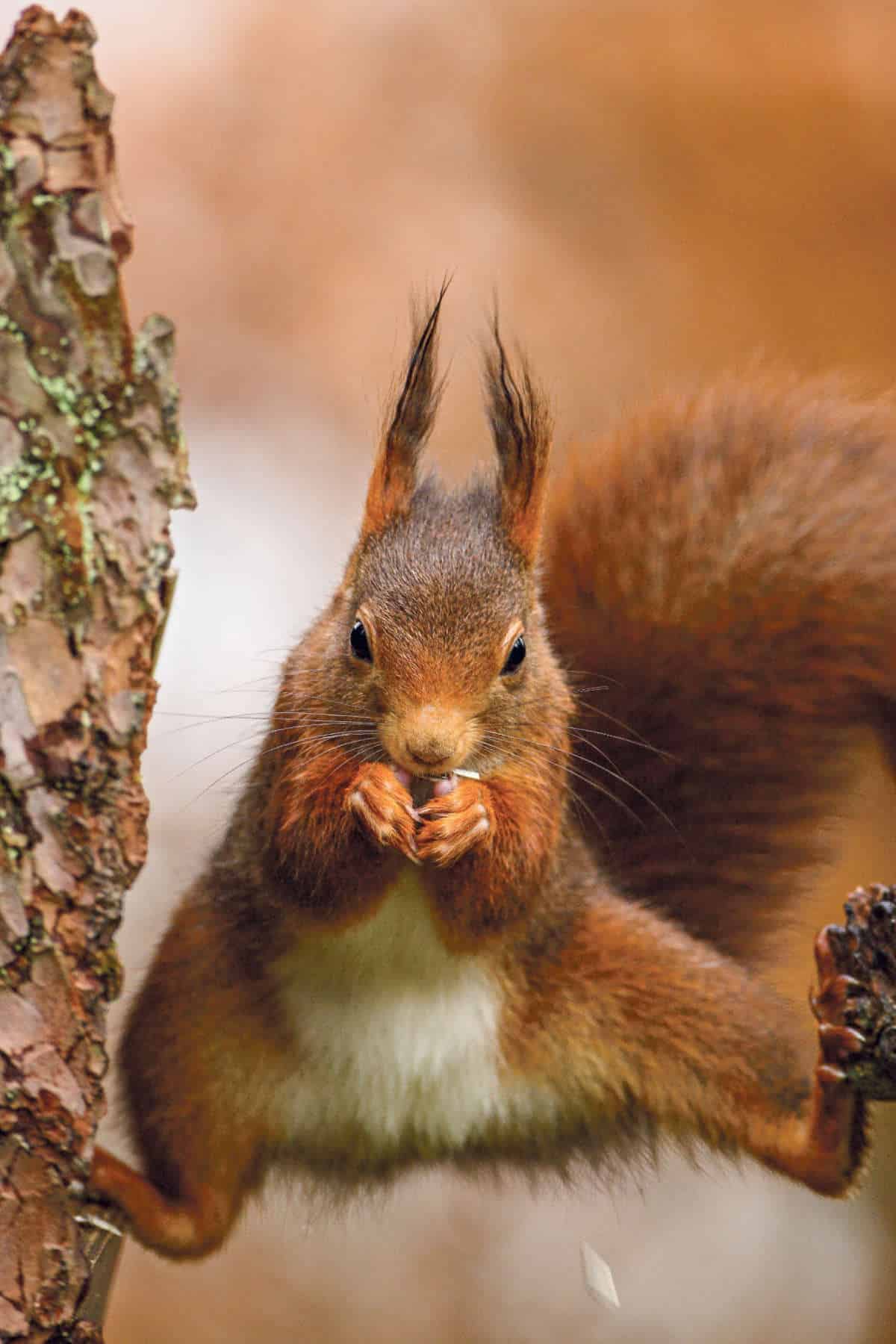 Haus der Museen Eichhörnchen / Anzeiger Thal Gäu Olten