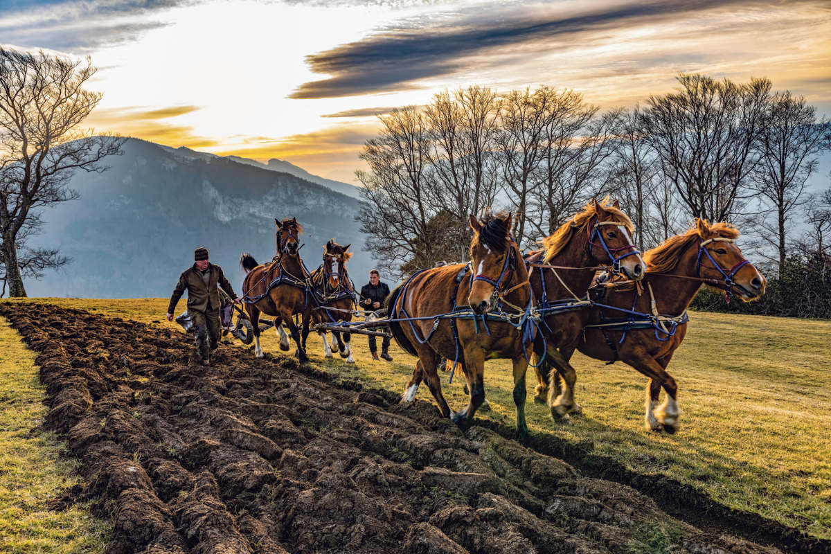 Zwiebeln Roggen / Anzeiger Thal Gäu Olten
