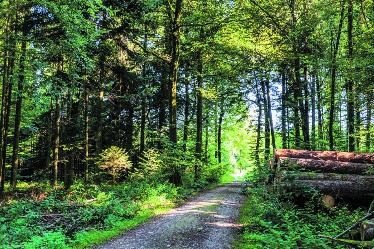 Waldmonitoring soziokulturell / Anzeiger Thal Gäu Olten