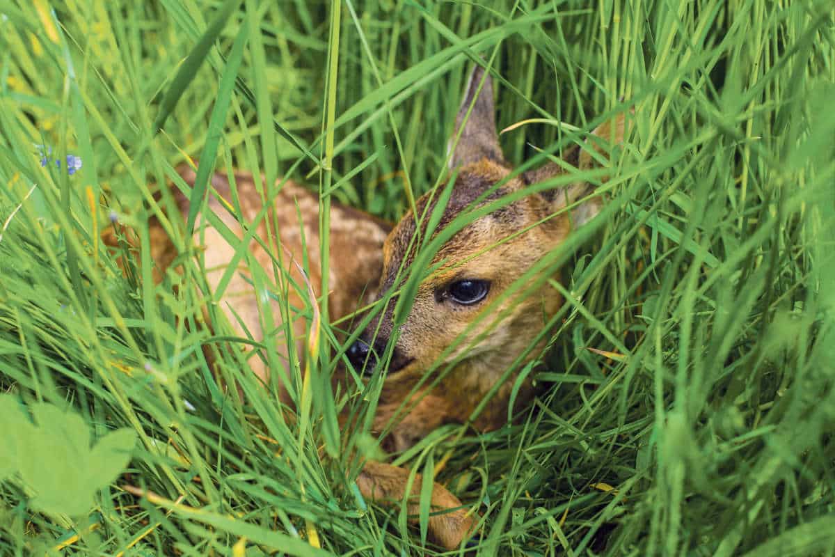 Drohnen Rehkitze / Anzeiger Thal Gäu Olten