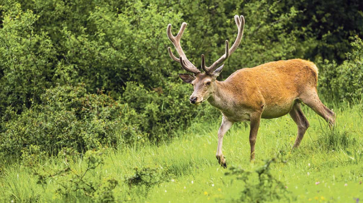 Rothirsch / Anzeiger Thal Gäu Olten