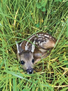 Rehkitzrettung / Anzeiger Thal Gäu Olten