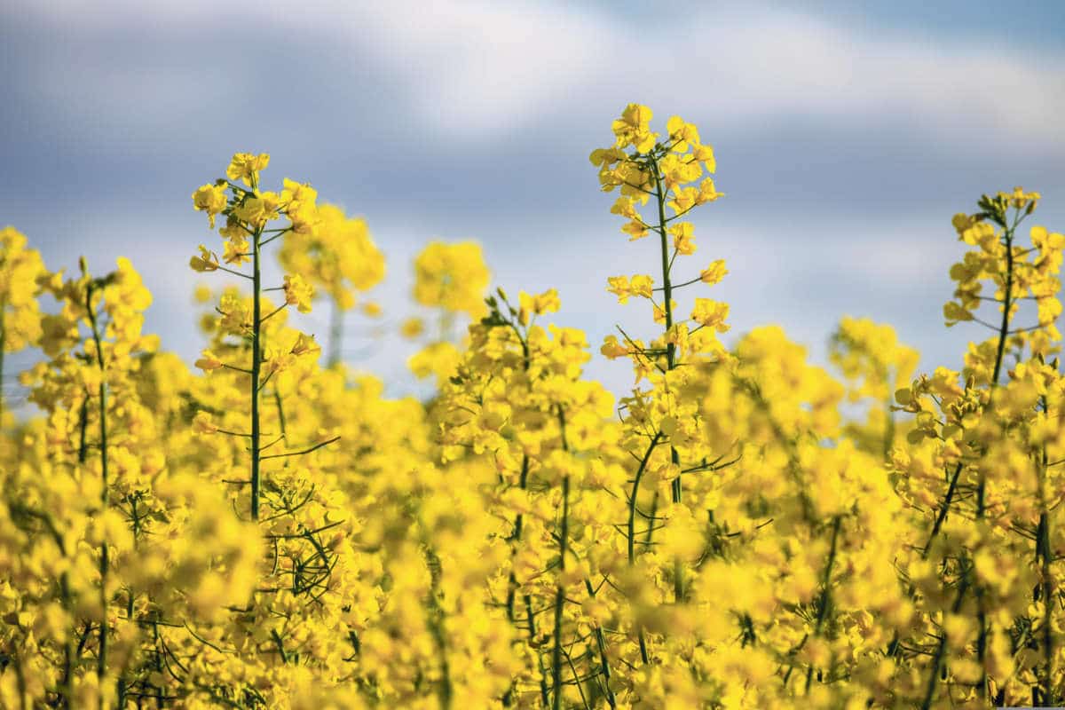 Aktionsplan Pflanzenschutz / Anzeiger Thal Gäu Olten