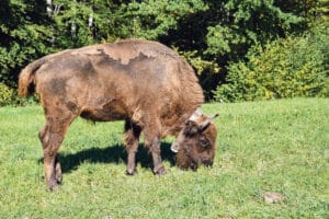 Wisente / Anzeiger Thal Gäu Olten