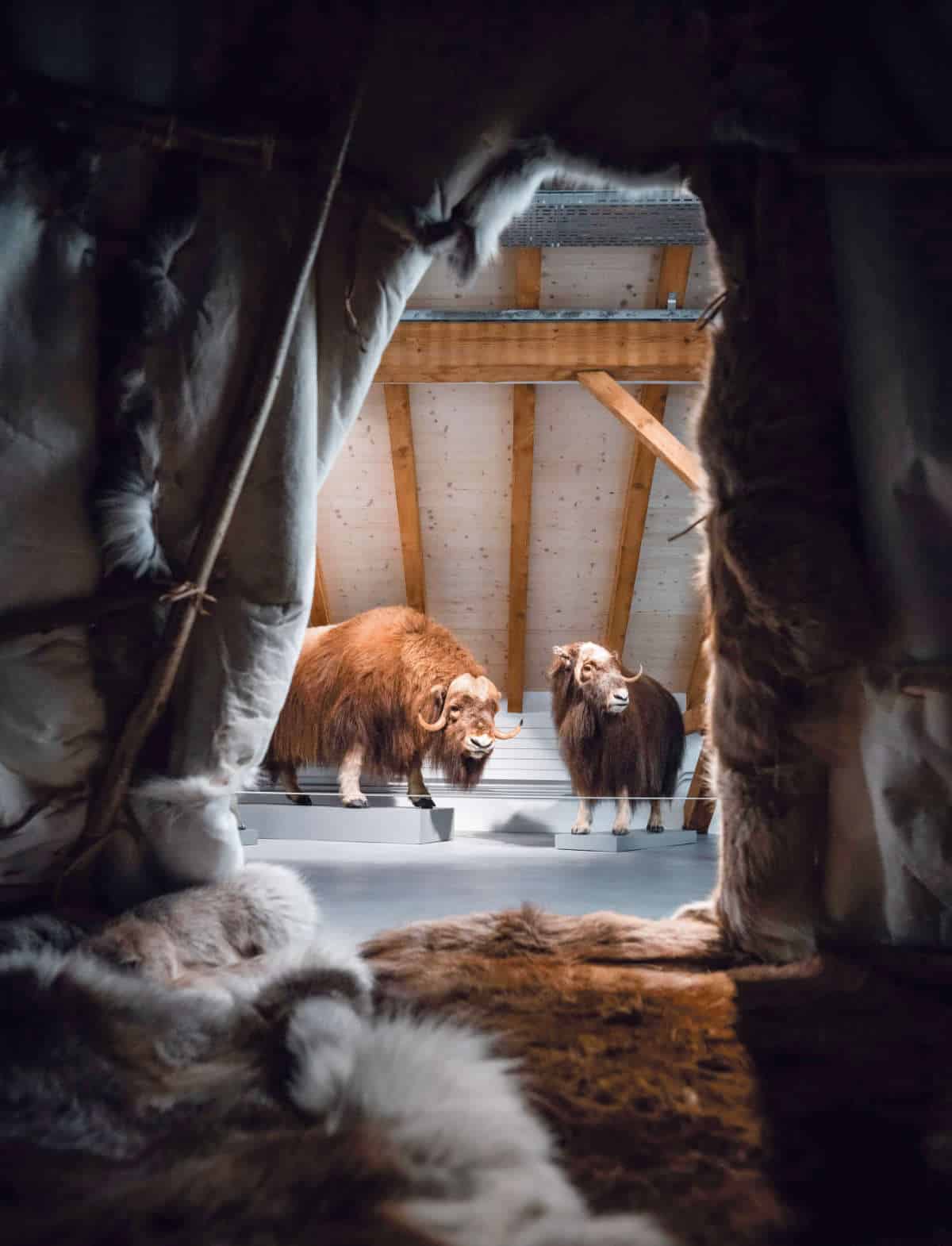 Eiszeit im Haus der Museen / Anzeiger Thal Gäu Olten