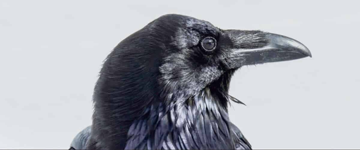 Vogelschutzverein Oensingen Film «Kraehen»