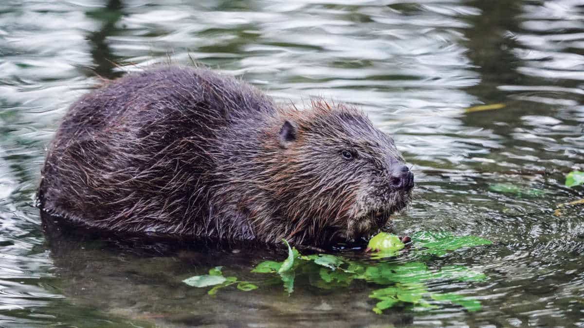 Biber Kanton Solothurn / Anzeiger Thal Gäu Olten