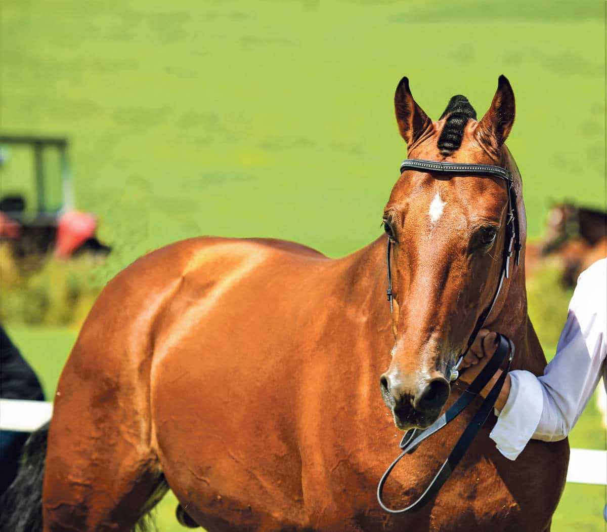 MEGAThal23 / Anzeiger Thal Gäu Olten