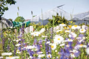 Projekt «Bluehende Nachbarschaft» Haerkingen Haegendorf / Anzeiger Thal Gäu Olten