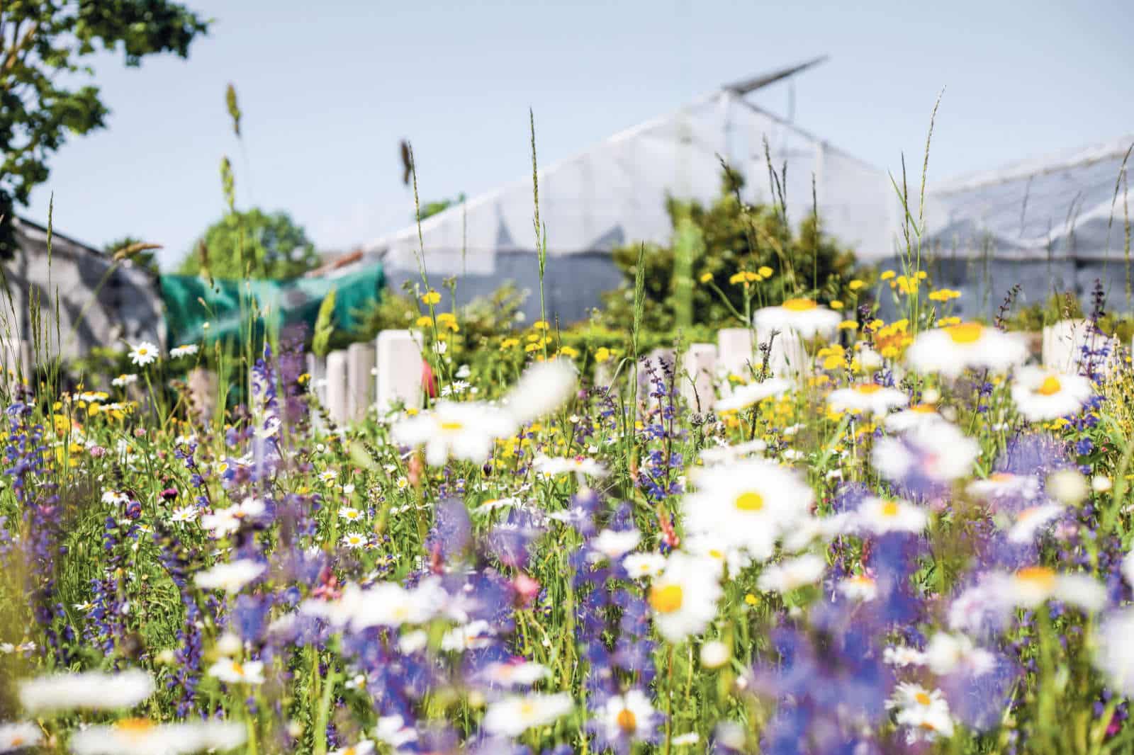 Projekt «Bluehende Nachbarschaft» Haerkingen Haegendorf / Anzeiger Thal Gäu Olten