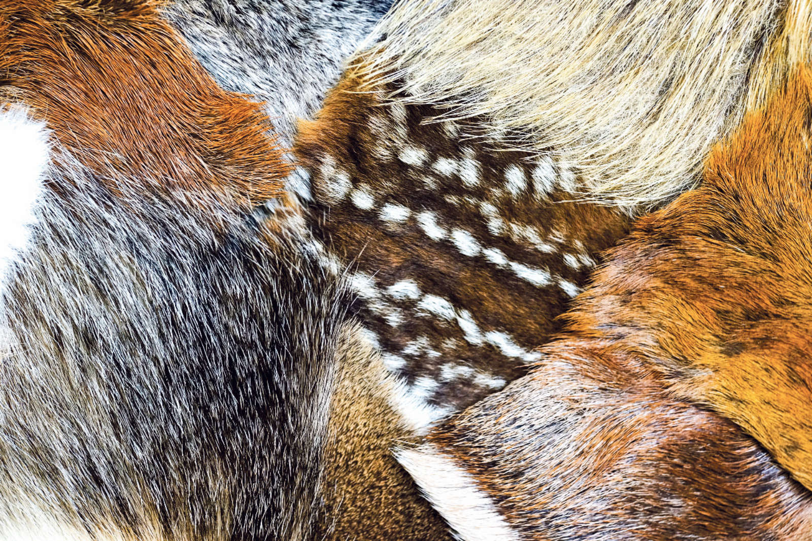 Naturmuseum Olten / Anzeiger Thal Gäu Olten