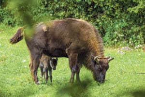 Geburt Wisentkalb / Anzeiger Thal Gäu Olten