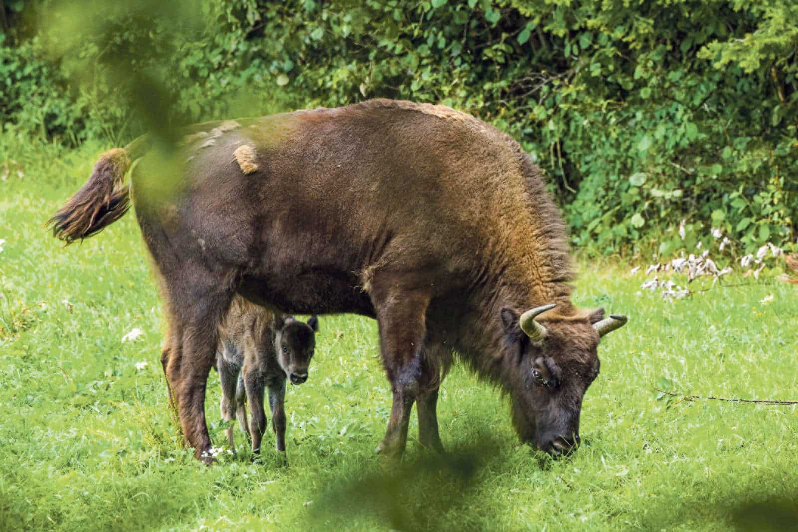Geburt Wisentkalb / Anzeiger Thal Gäu Olten