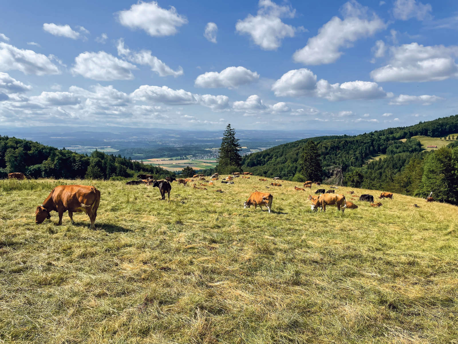 12. Bergtreffen Oberbuchsiten / Anzeiger Thal Gäu Olten