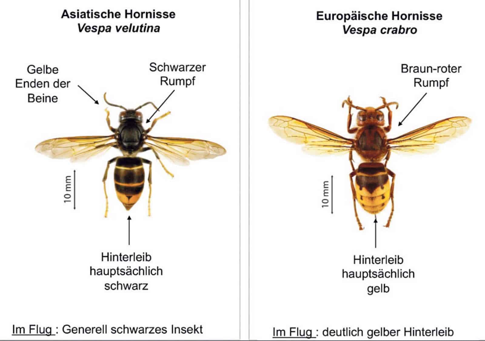 Ausbreitung der Asiatischen Hornisse / Anzeiger Thal Gàu Olten