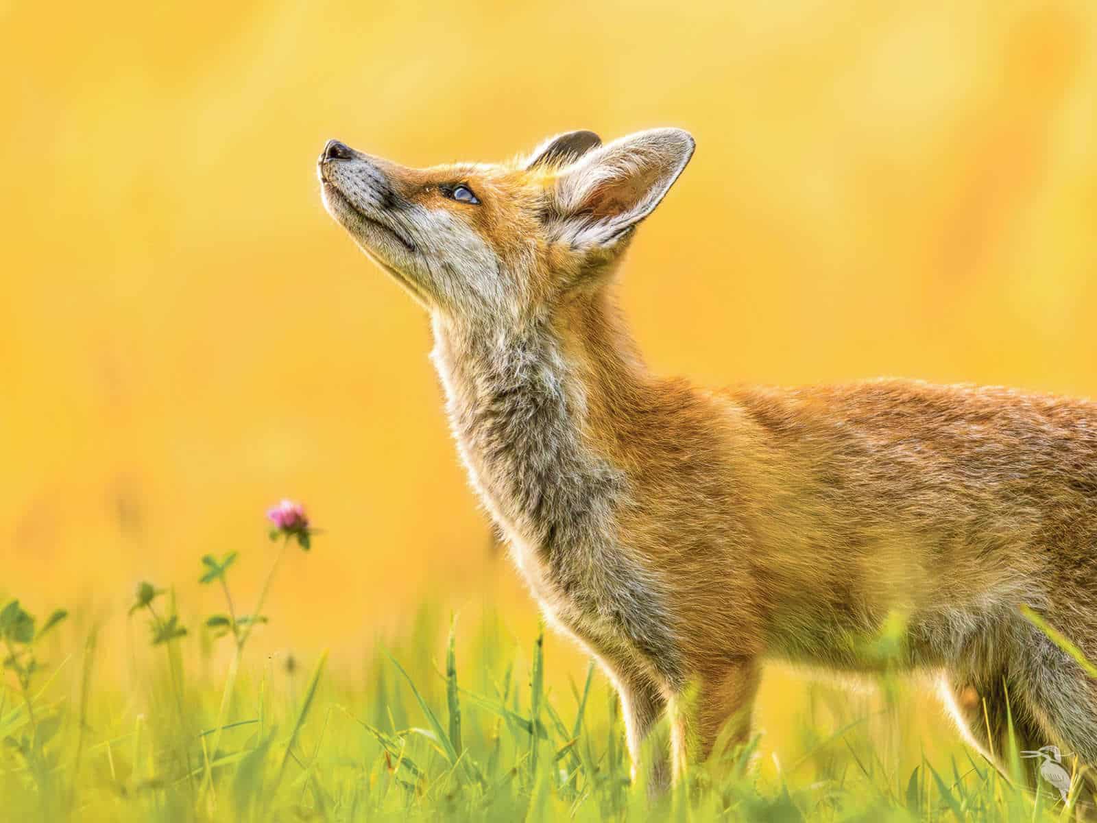 Jan Rudolf von Rohr Foto / Anzeiger Thal Gäu Olten