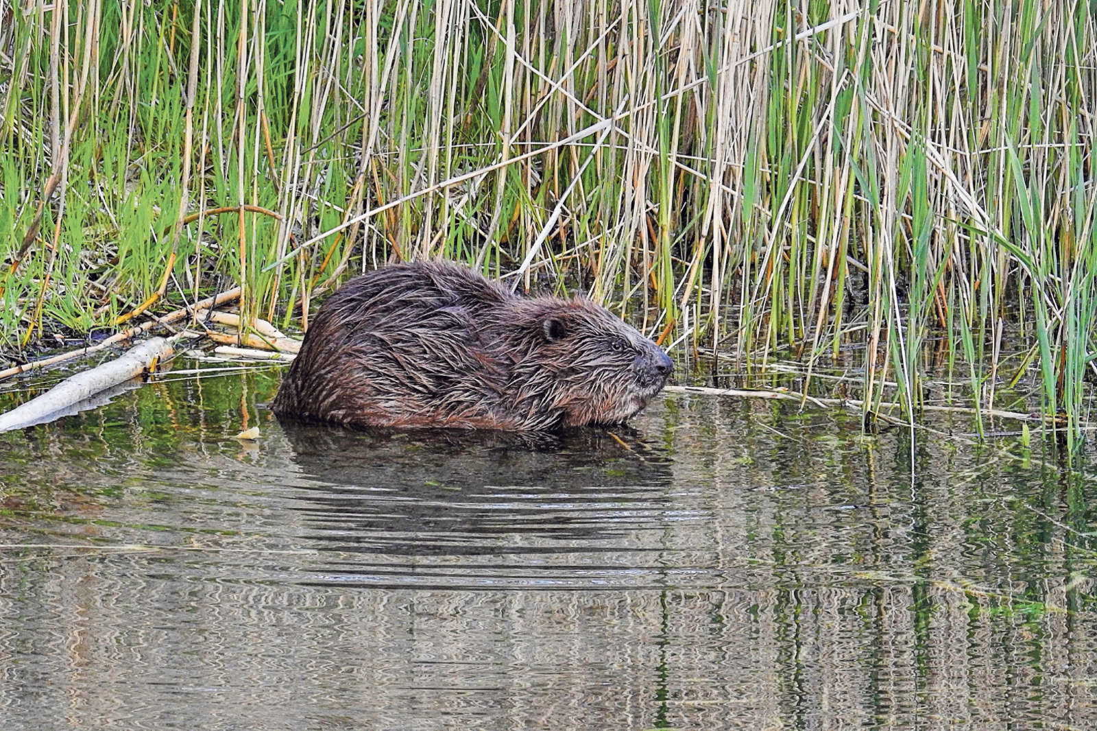 Teilrevision des Jagdgesetzes / Anzeiger Thal Gäu Olten