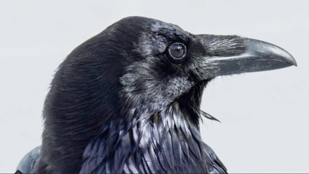 Revue Langenbruck / Anzeiger Thal Gäu Olten