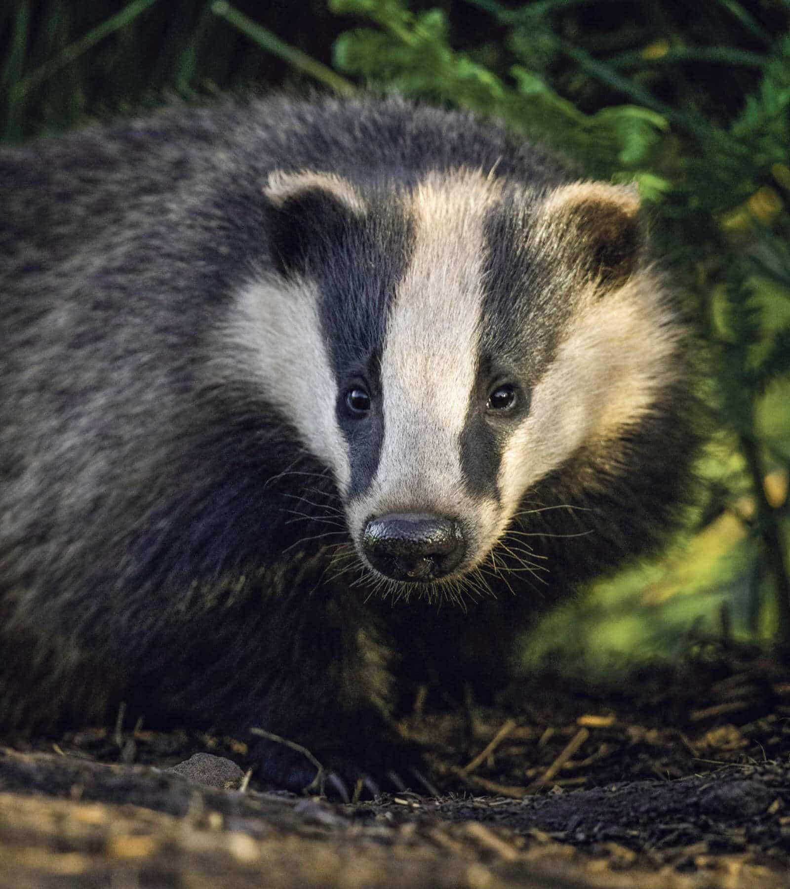 Naturmuseum Olten Dachs / Anzeiger Thal Gäu Olten