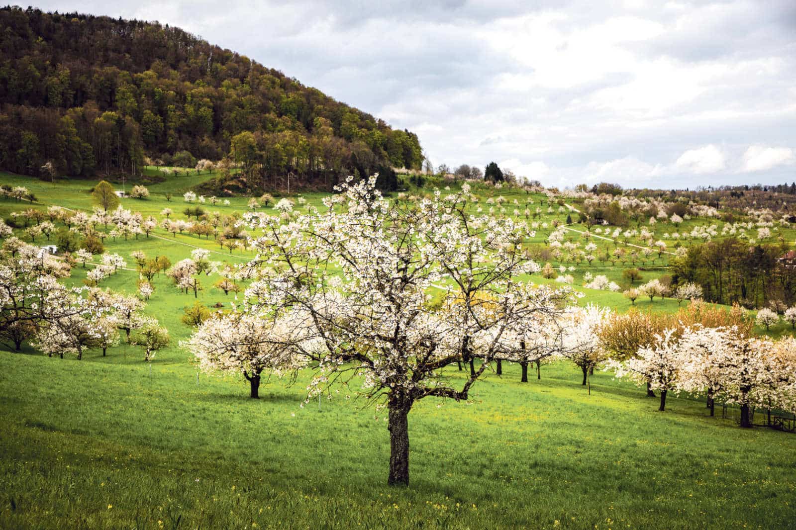 Natürlich vielfältig / Anzeiger Thal Gäu Olten