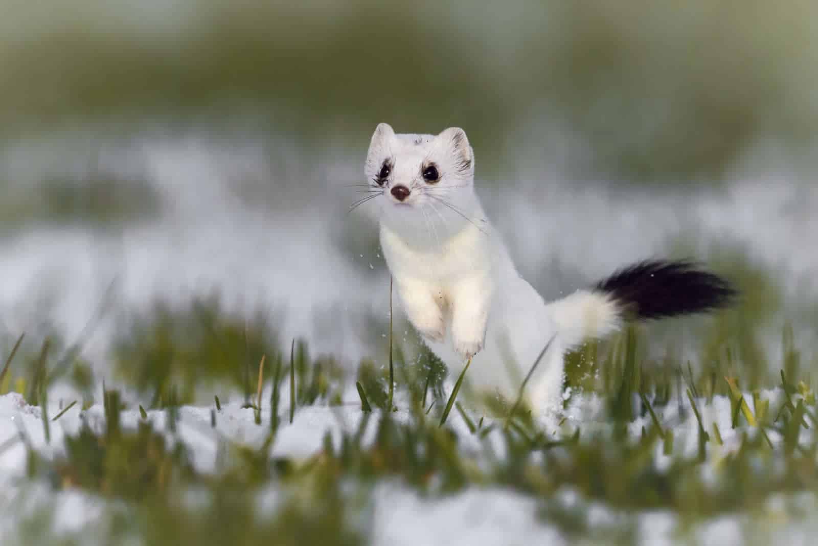 Naturmuseum Olten / Anzeiger Thal Gäu Olten