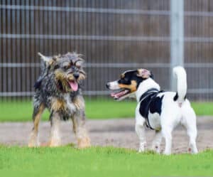 Revision kantonales Hundegesetz / Anzeiger Thal Gäu Olten