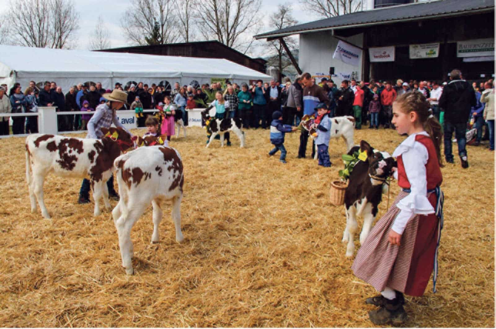 Viehschau Kestenholz / Anzeiger Thal Gäu Olten