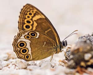 Gelbringfaltern und Agroforstsystemen / Anzeiger Thal Gäu Olten