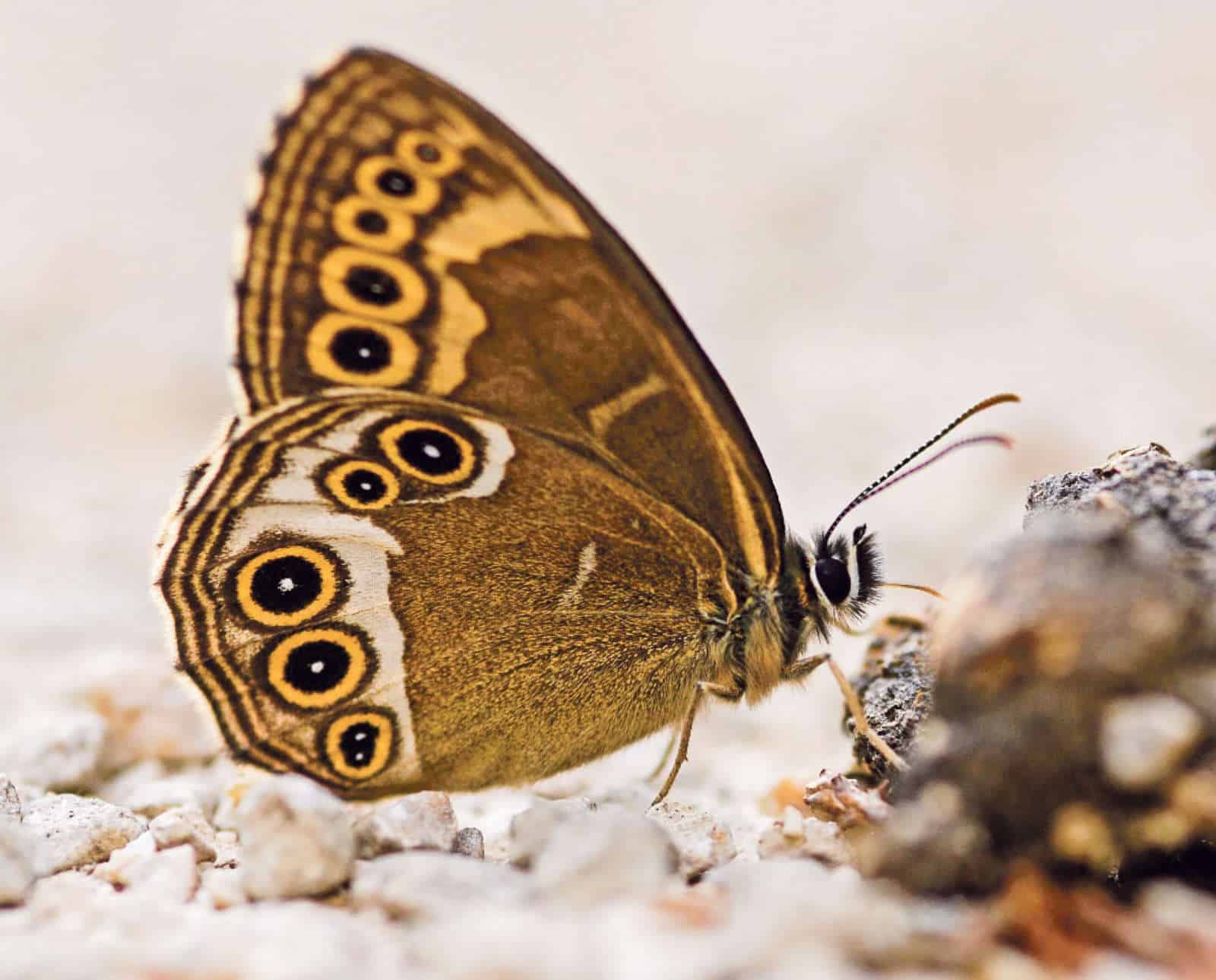 Gelbringfaltern und Agroforstsystemen / Anzeiger Thal Gäu Olten