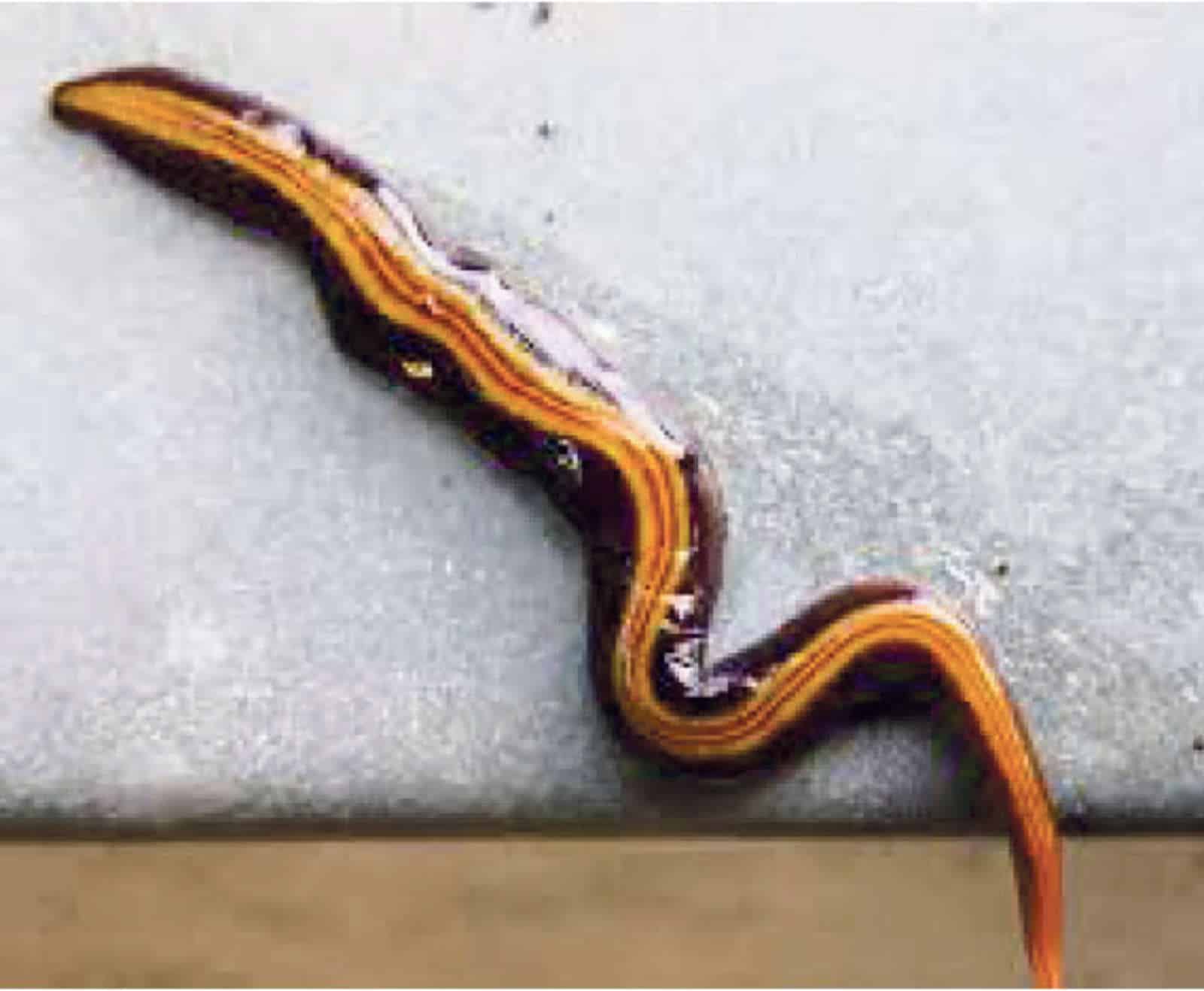 Invasiver Plattwurm Olten / Anzeiger Thal Gäu Olten