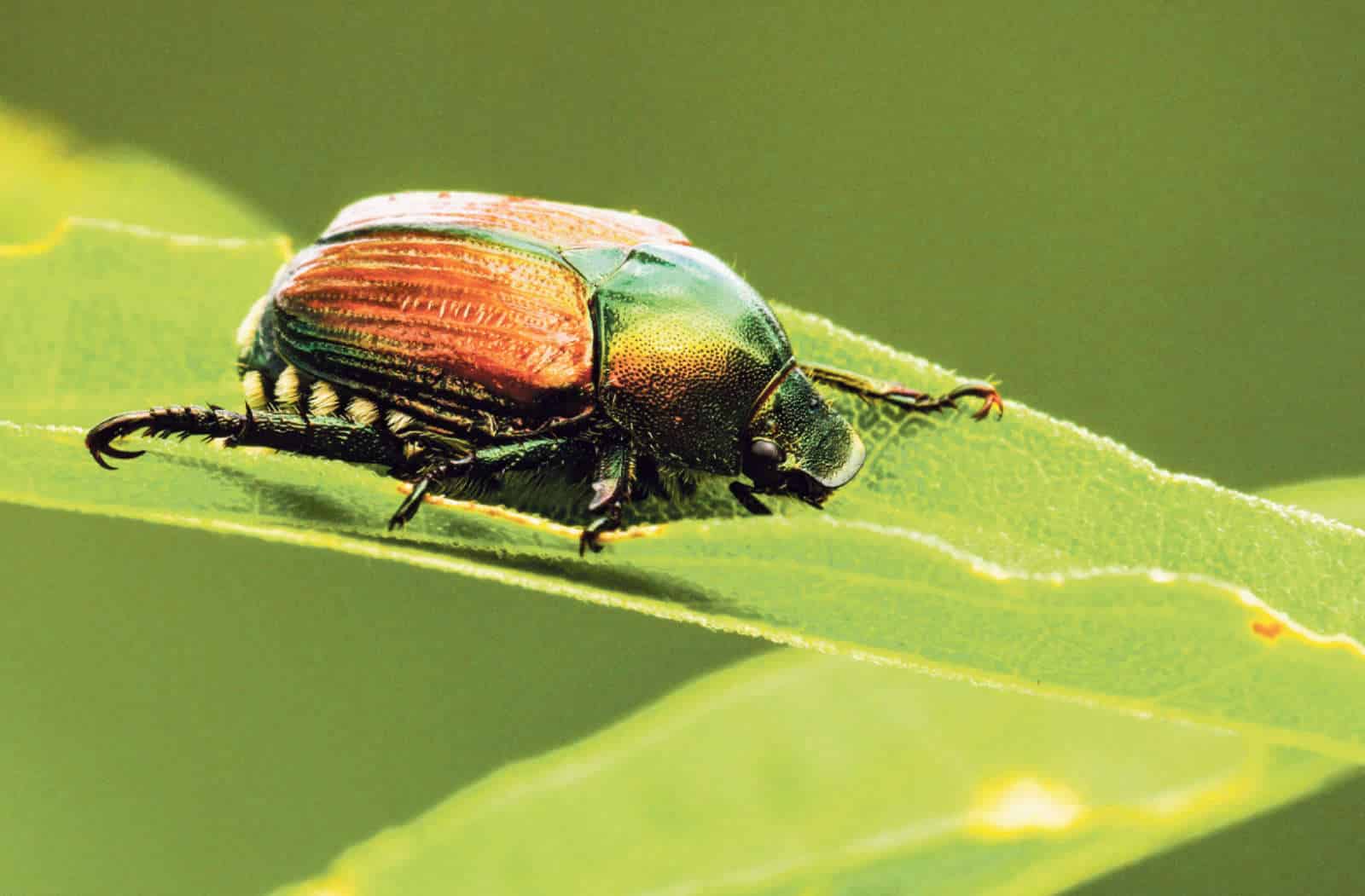 Japankäfer Gunzgen / Anzeiger Thal Gäu Olten
