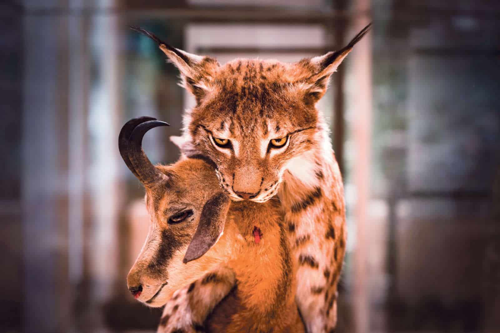 Naturmuseum Olten / Anzeiger Thal Gäu Olten
