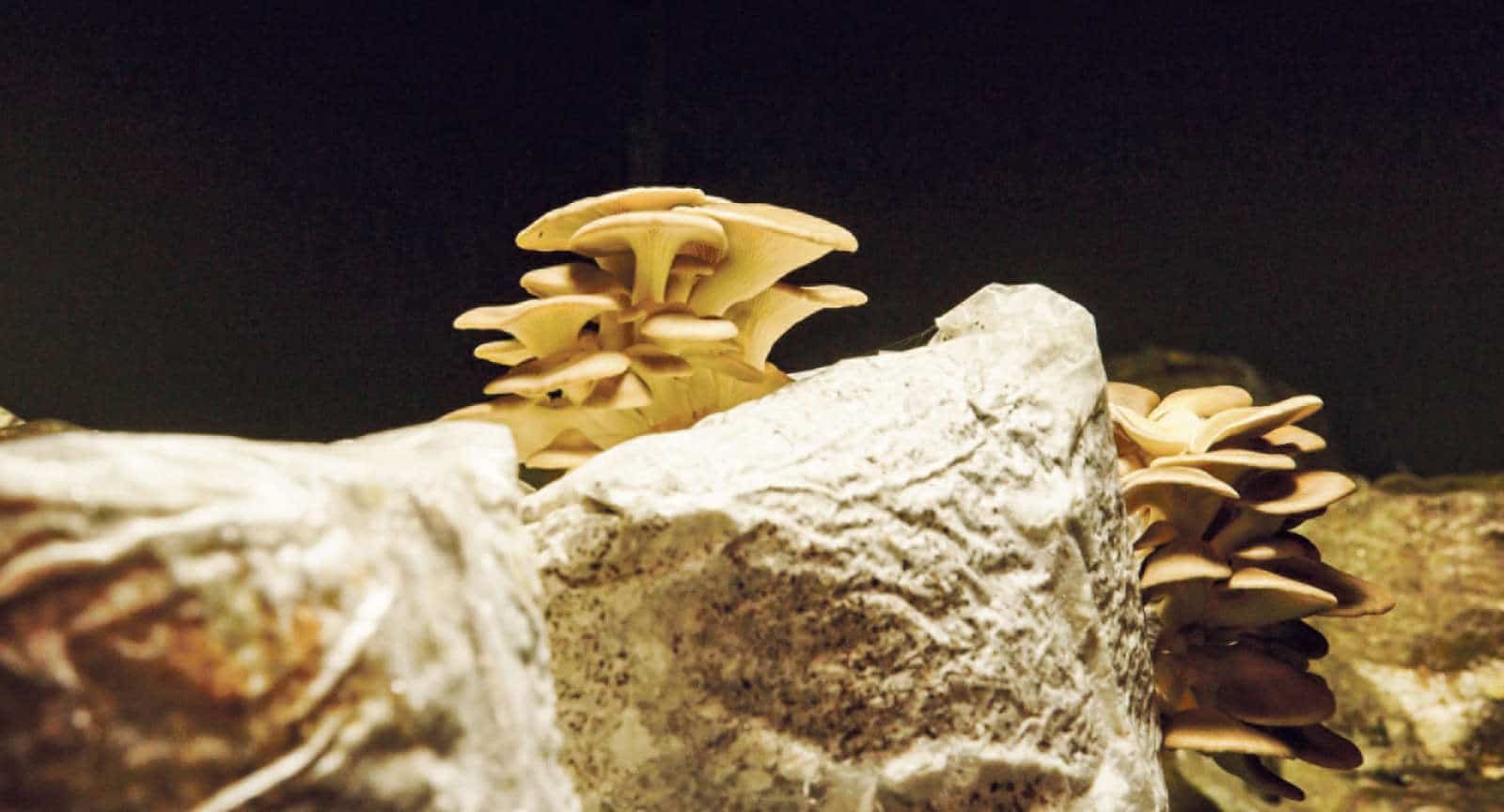 Revue Langenbruck / Anzeiger Thal Gäu Olten