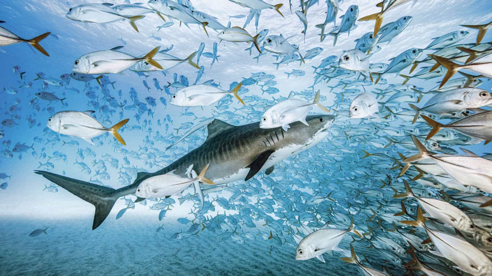 23 Sternschnuppen / Anzeiger Thal Gäu Olten