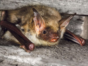 Fledermauskolonie Public Viewing / Anzeiger Thal Gäu Olten