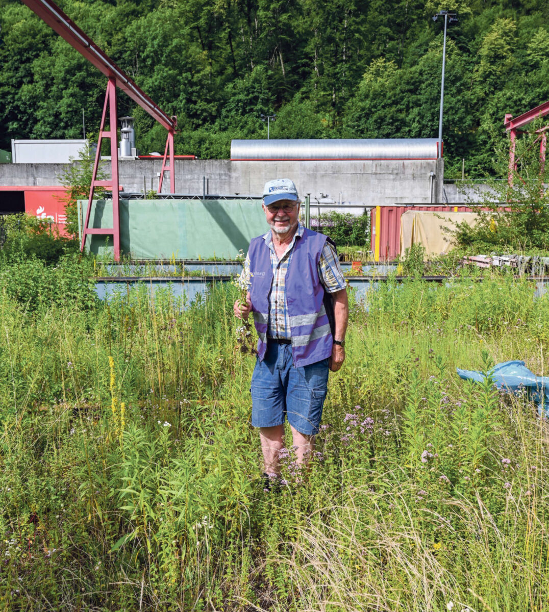 Invasive Neophyten/ Anzeiger Thal Gäu Olten
