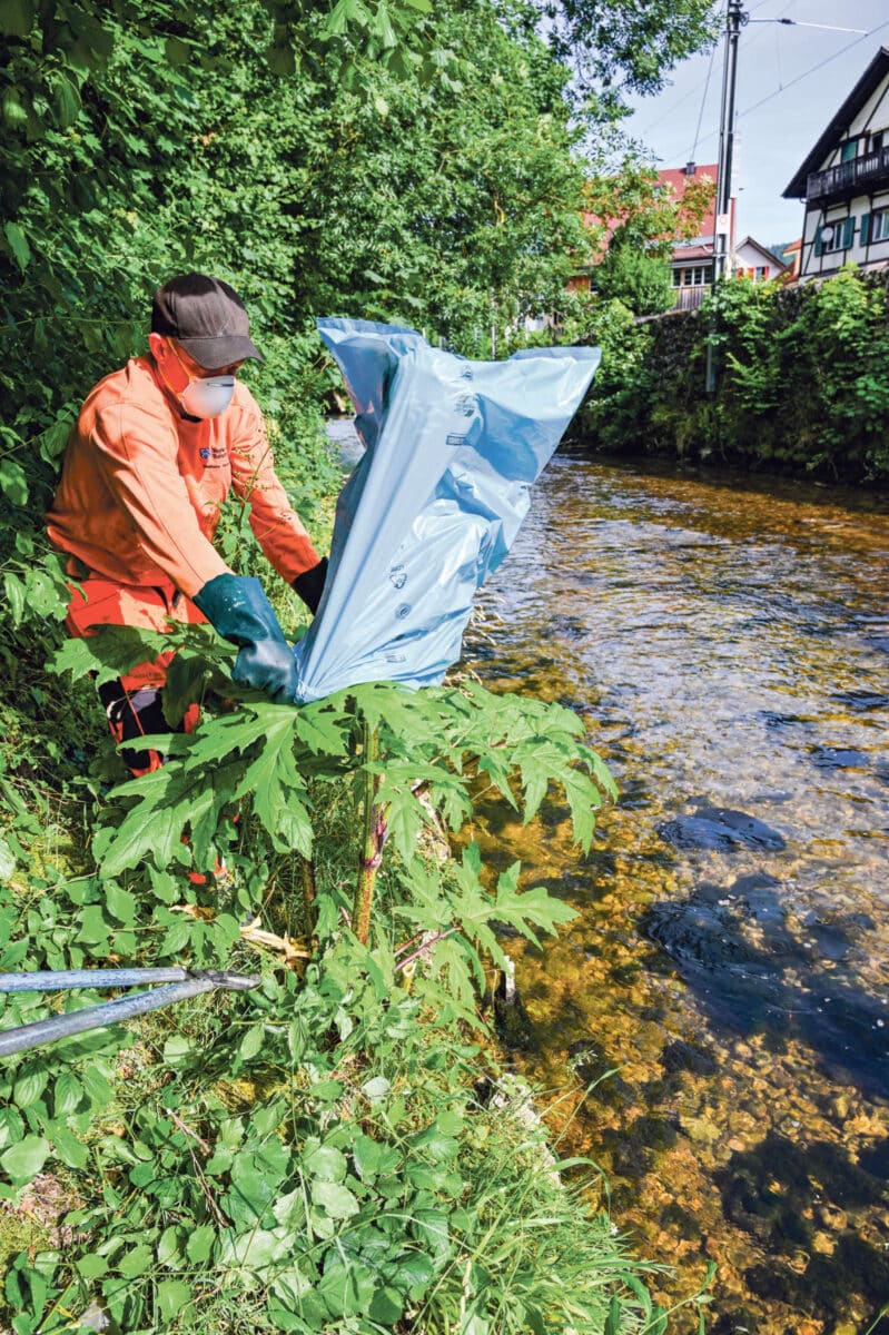 Invasive Neophyten/ Anzeiger Thal Gäu Olten