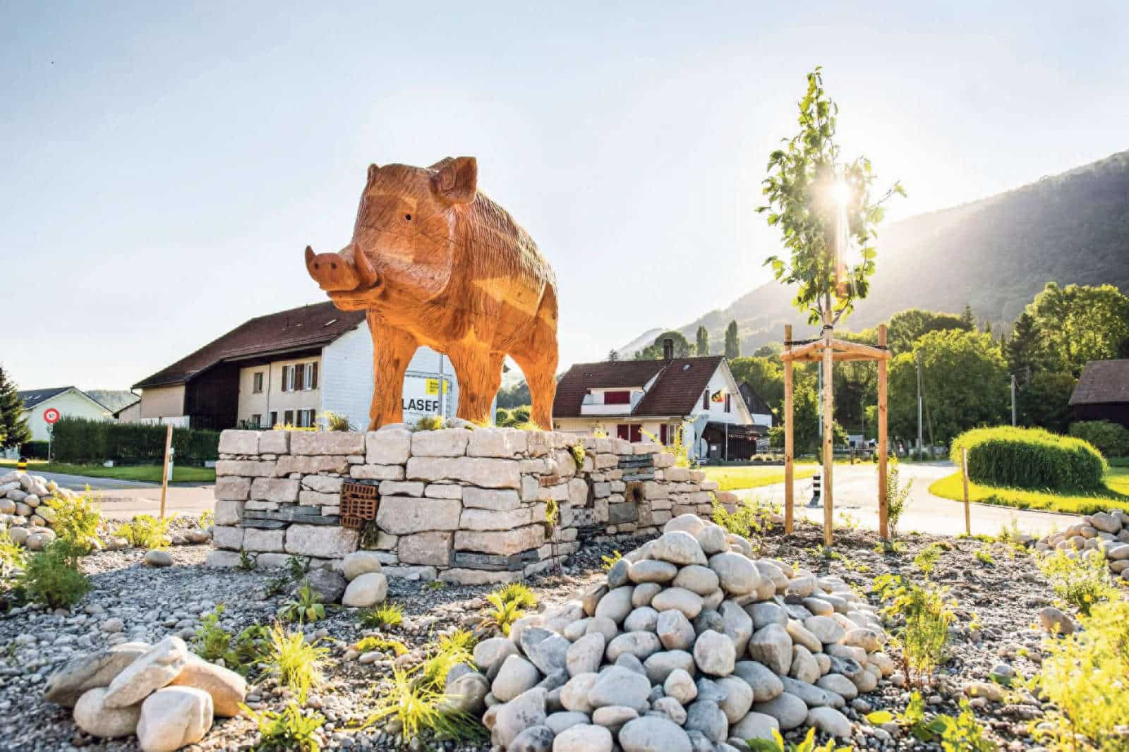 Wildschweinkreisel in Niederbipp / Anzeiger Thal Gäu Olten