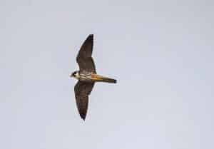 BirdLife / Anzeiger Thal Gäu Olten