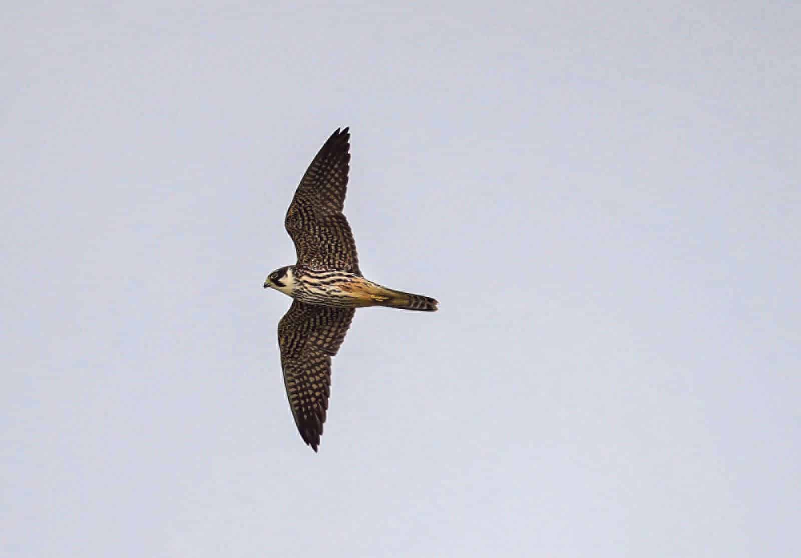 BirdLife / Anzeiger Thal Gäu Olten