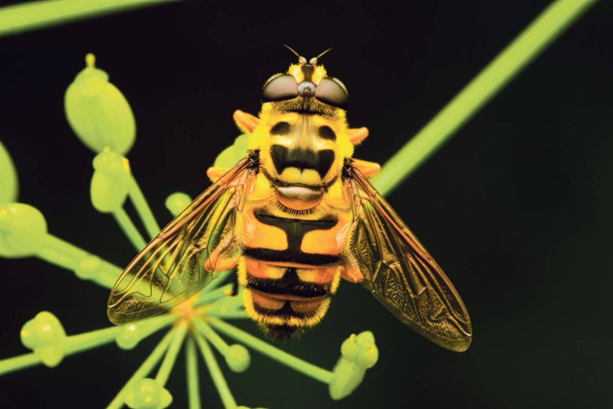 Erzählnacht in Fulenbach mit Bähram Alagheband / Anzeiger Thal Gäu Olten