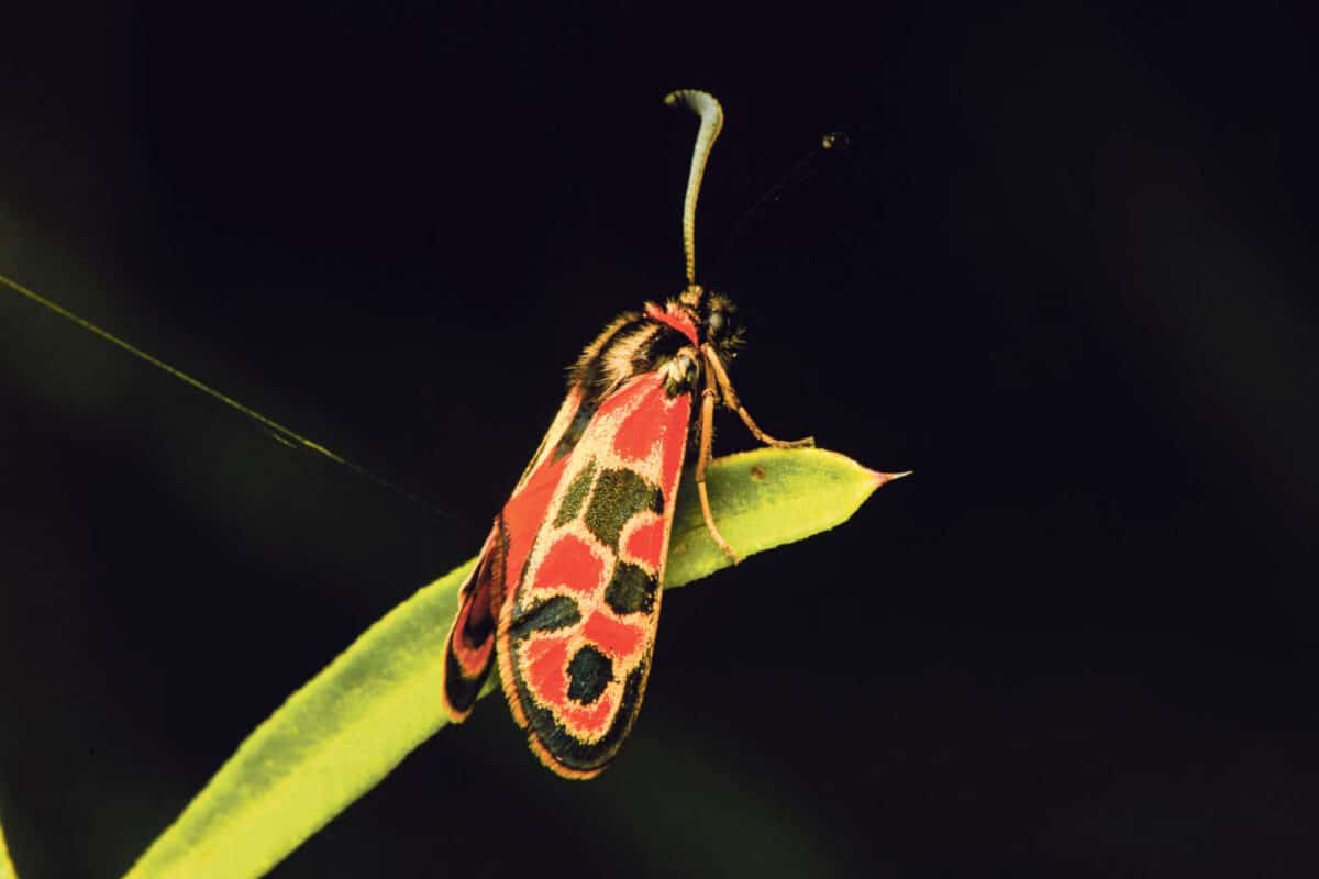 Erzählnacht in Fulenbach mit Bähram Alagheband / Anzeiger Thal Gäu Olten