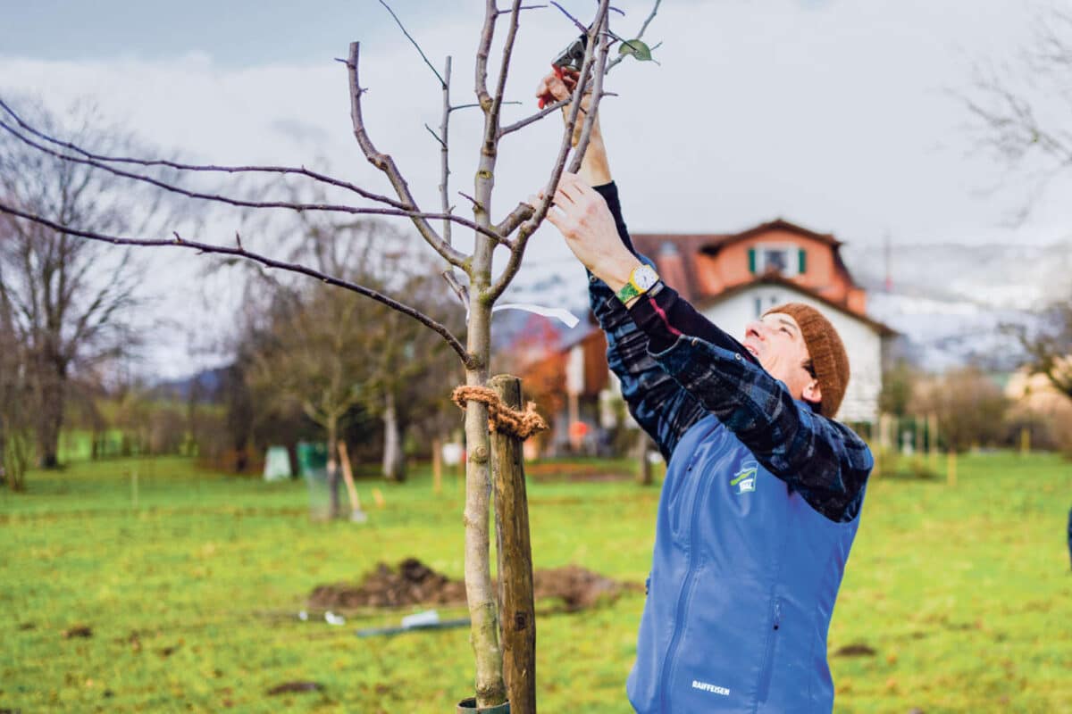 Projekt «Hochstamm Thal» / Anzeiger Thal Gäu Olten